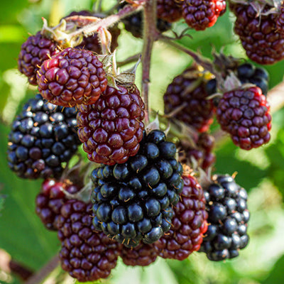 Ronce fruitière sans épines Dirksen