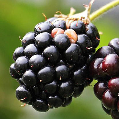 Ronce fruitière sans épines Black satin
