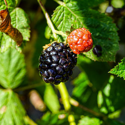 Ronce fruitière sans épines Loch ness