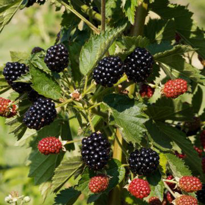 Ronce fruitière sans épines Hull thornless