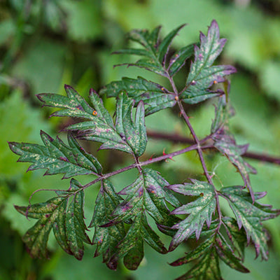 Ronce fruitière sans épines Thornless evergreen