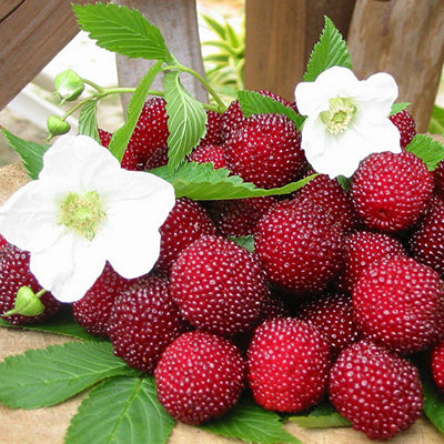 Framboisier-fraise