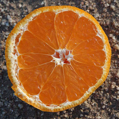 Satsuma Xie Shan