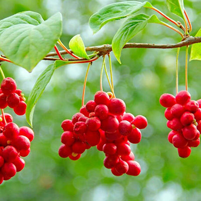 Schisandra sinensis Sadowa #1