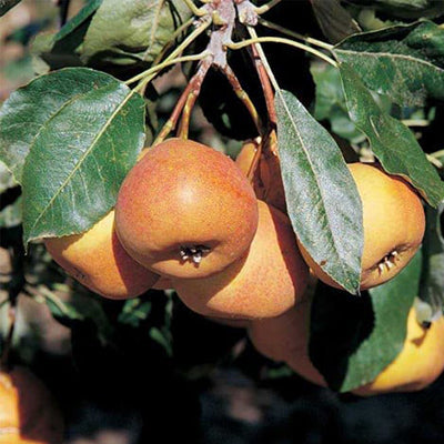 Sorbopyrus Shipova