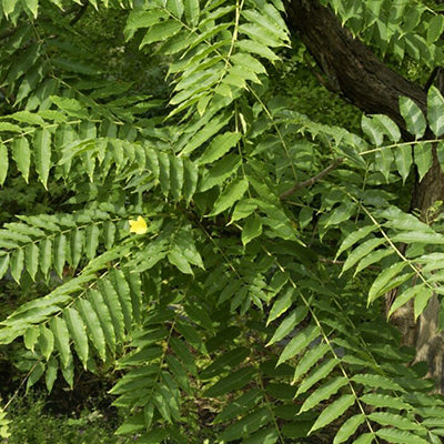 Toona Sinensis