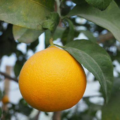 Citrus hybride USA 119