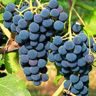 Vigne  résistante Clinton