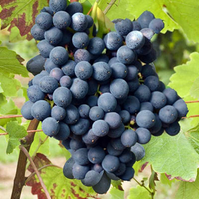 Vigne résistante Kodrianka