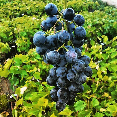 Vigne Muscat bleu garnier