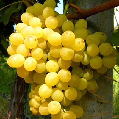Vigne Palatina