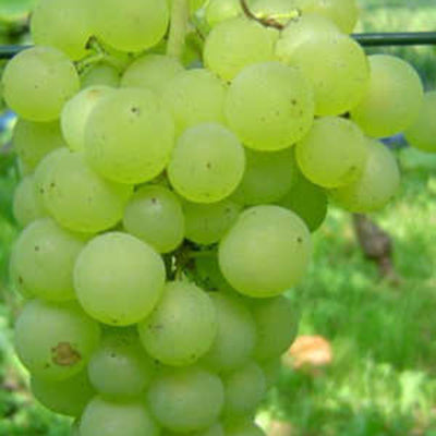 Vigne  résistante (sans pépins) Romulus