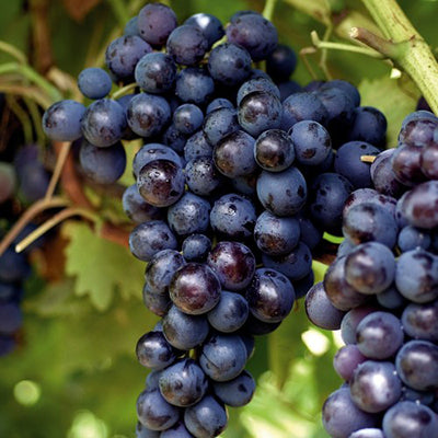 Vigne résistante Buffalo
