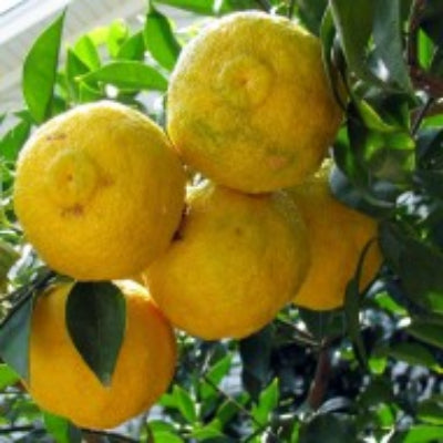 Citron Yuzu n°3